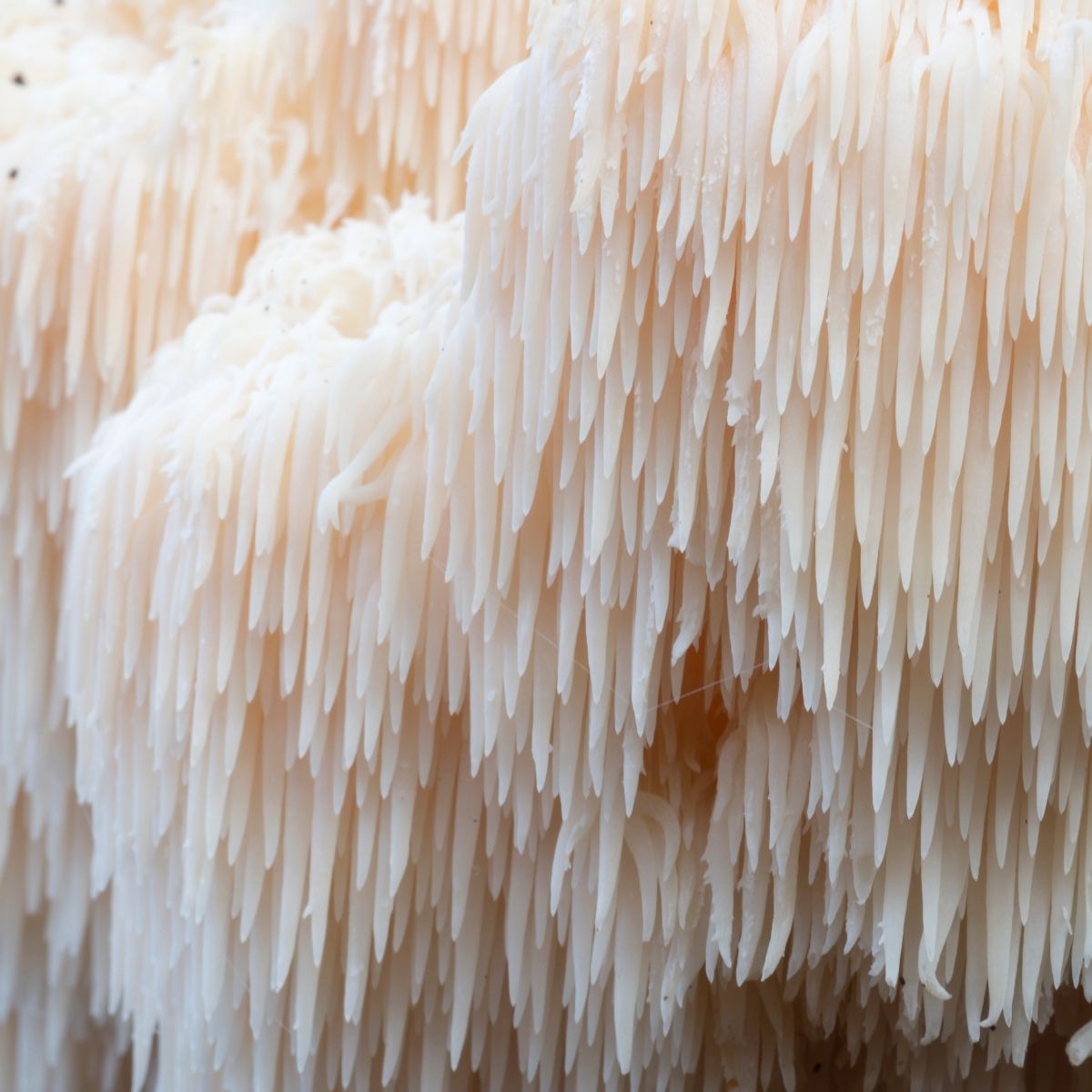 Can Mushrooms Help Your Gut?