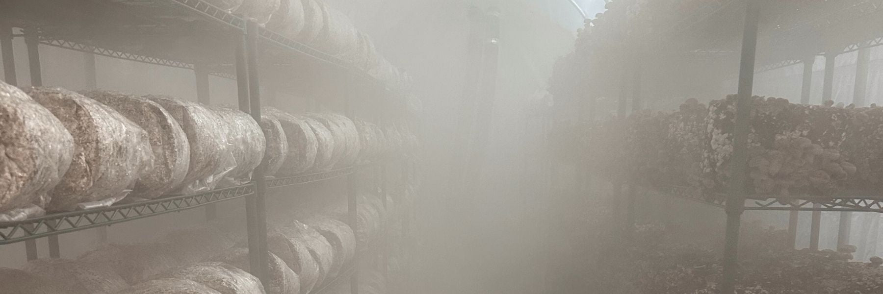 Our Story: From Science and Struggle to Clinical-Grade Mushrooms