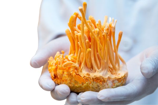 Cordyceps fruiting bodies are ready for extraction