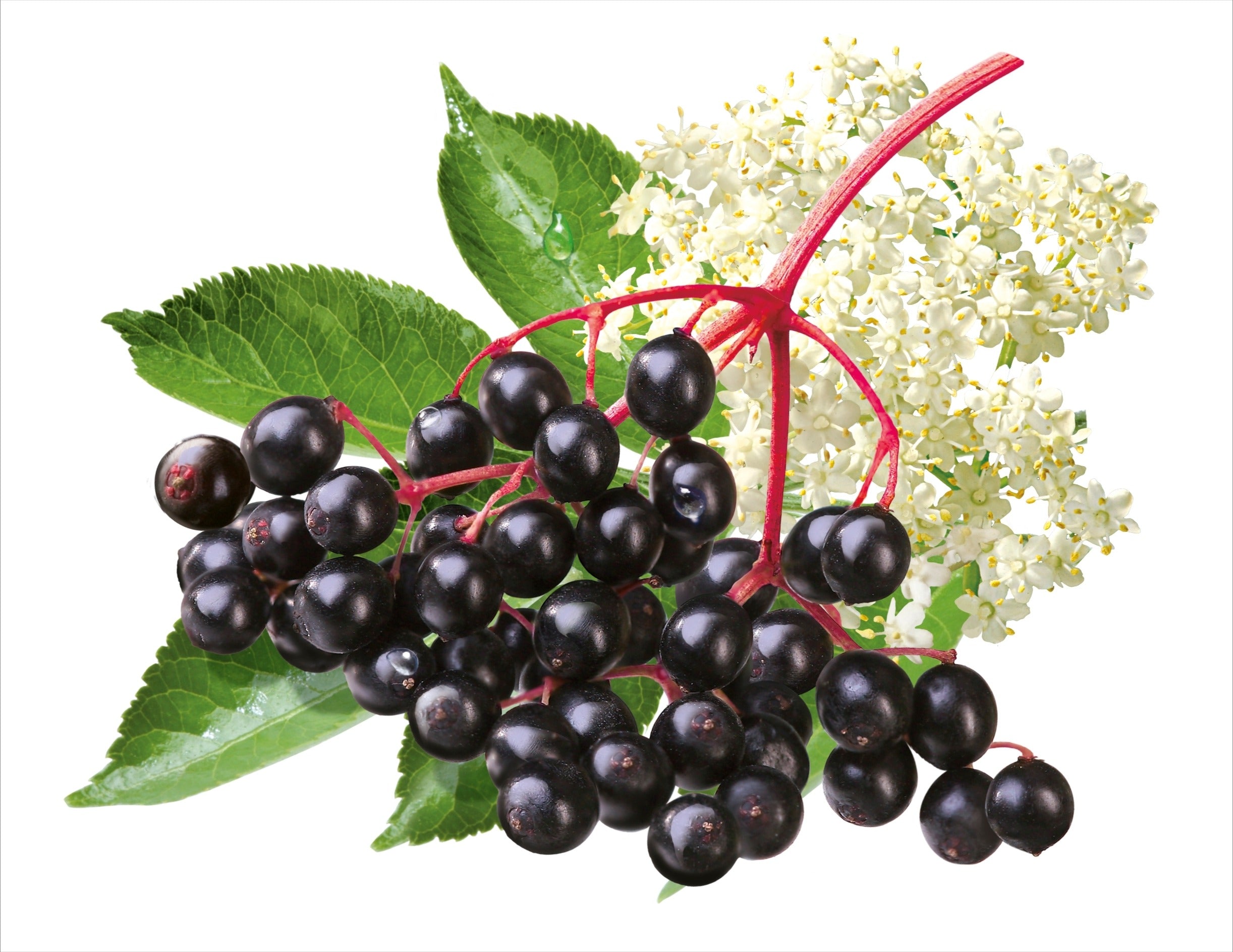 Elderberry and Elderflower Blend