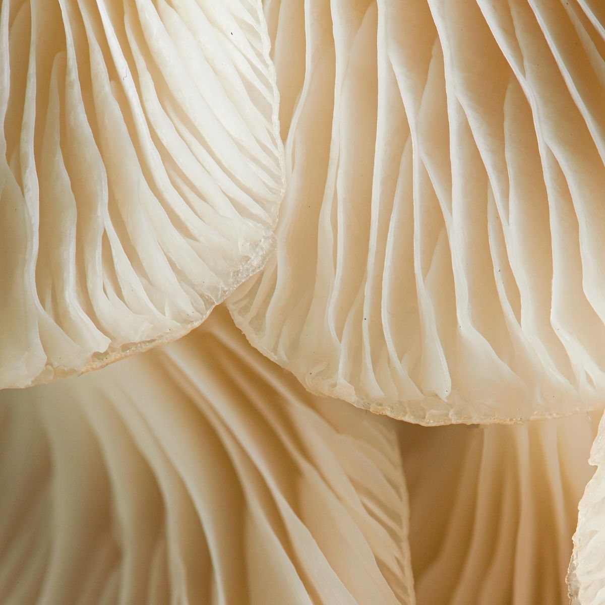 Mushrooms Grown in the USA
