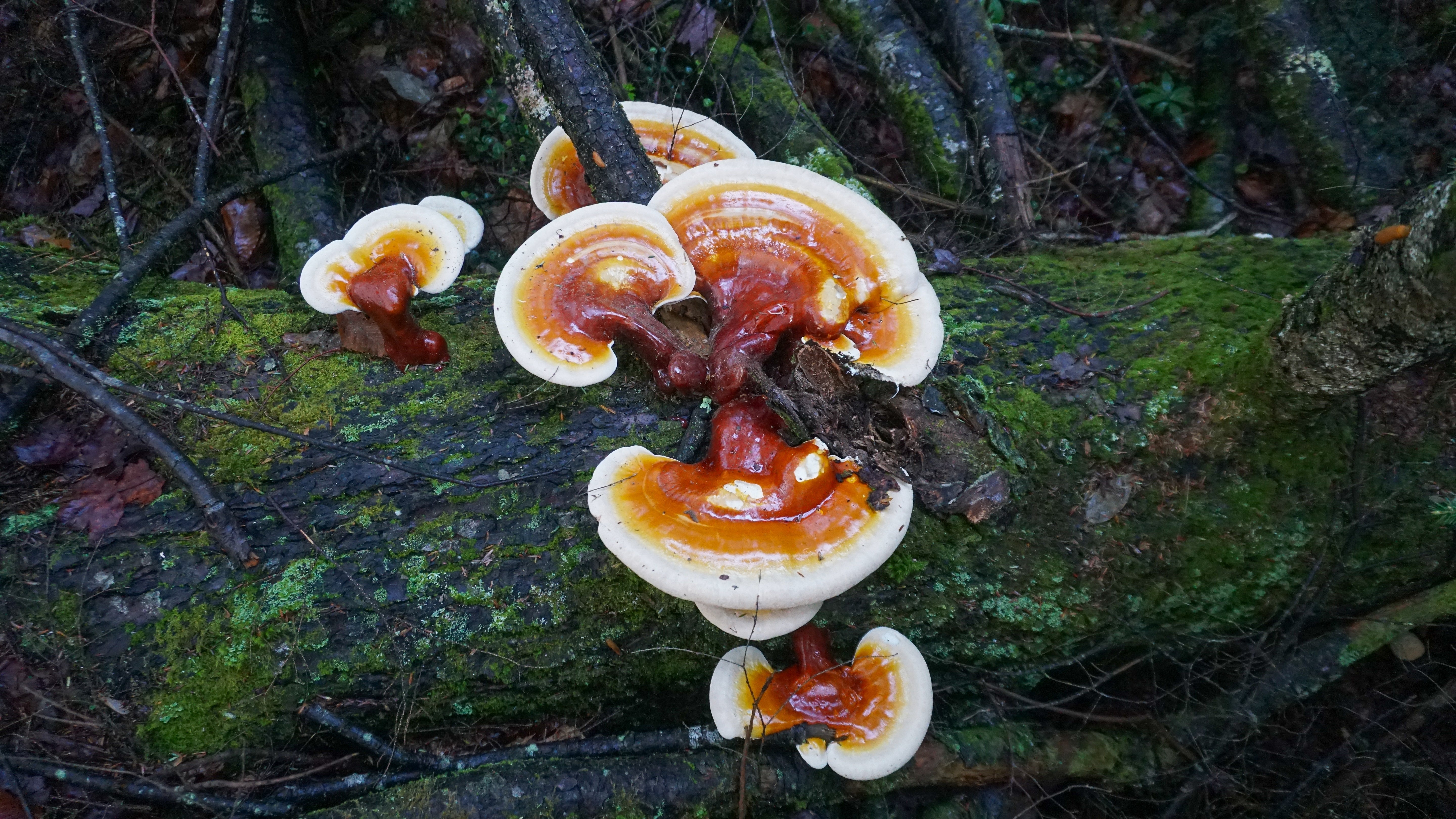 Red Reishi Mushroom | Calm, Sleep & Immune Support