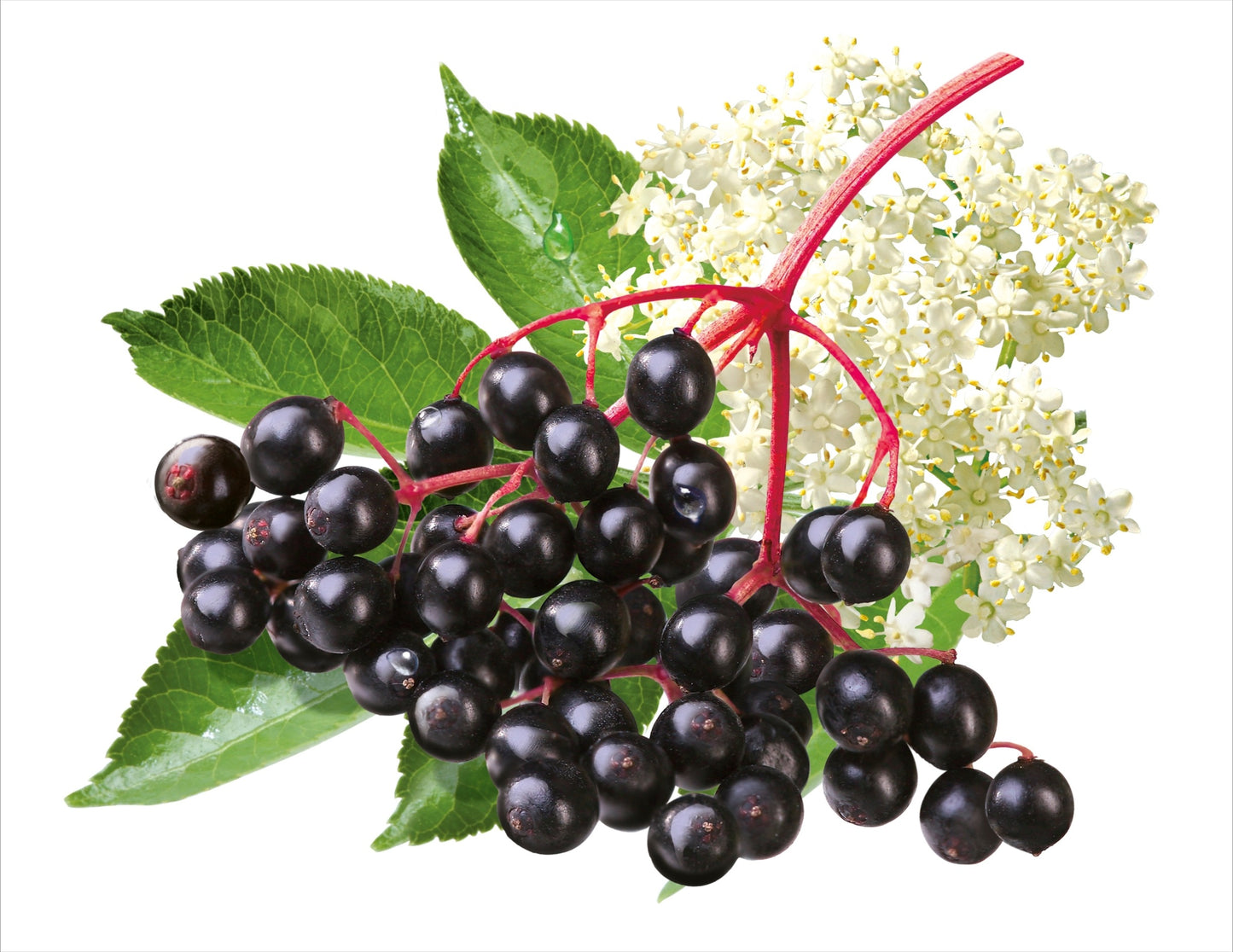 Elderberry and Elderflower