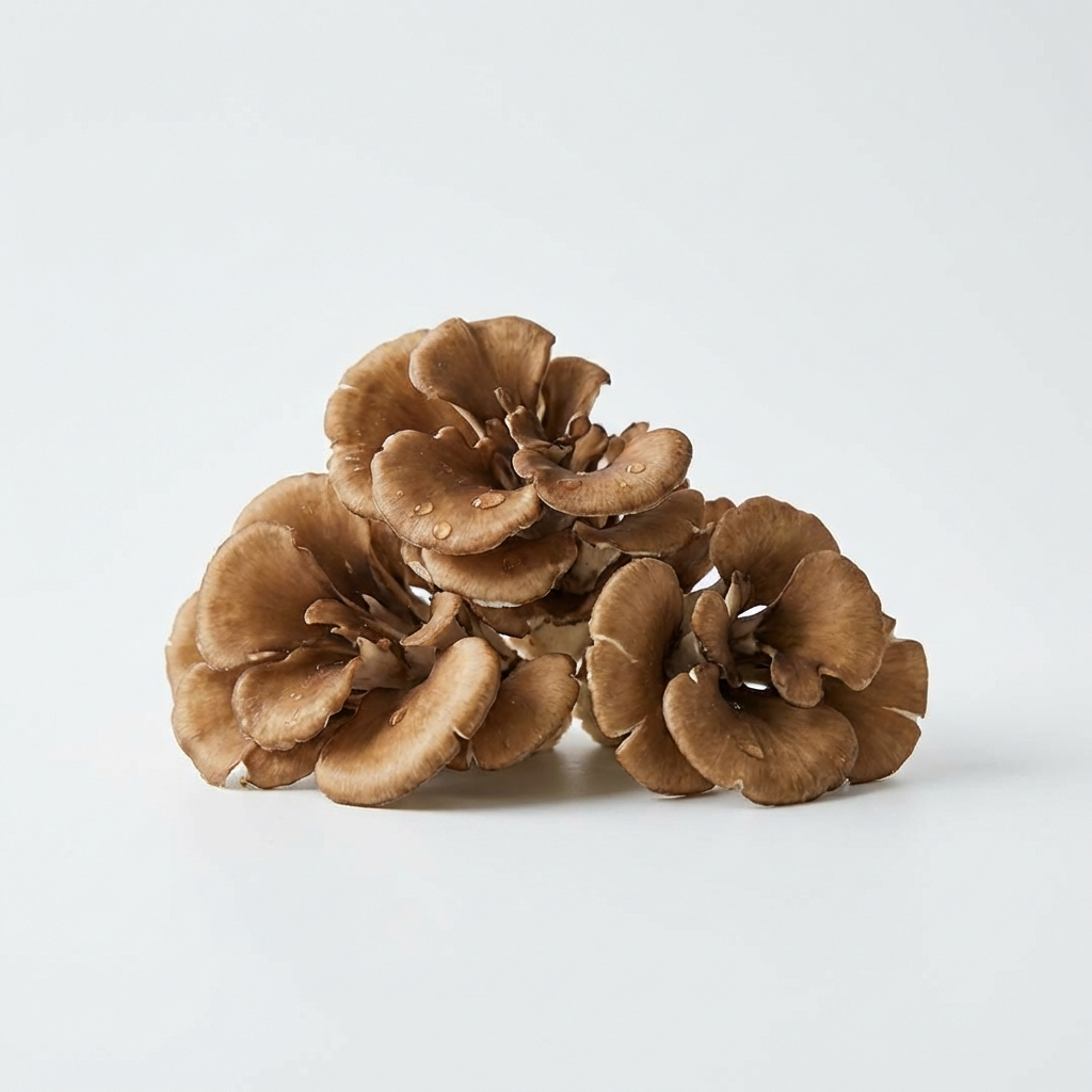 Fresh maitake mushrooms on a white background