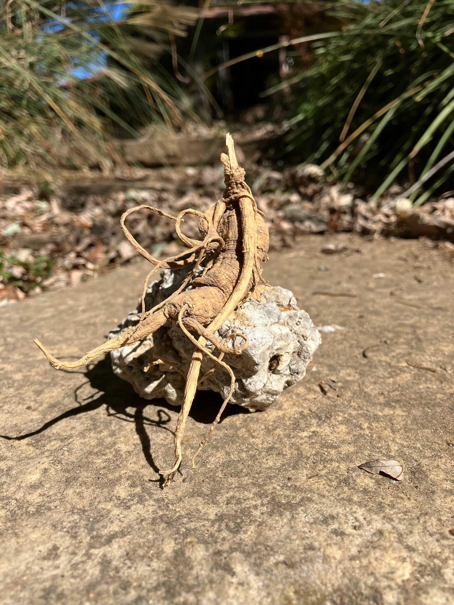 American Ginseng (Panax quinquefolius)