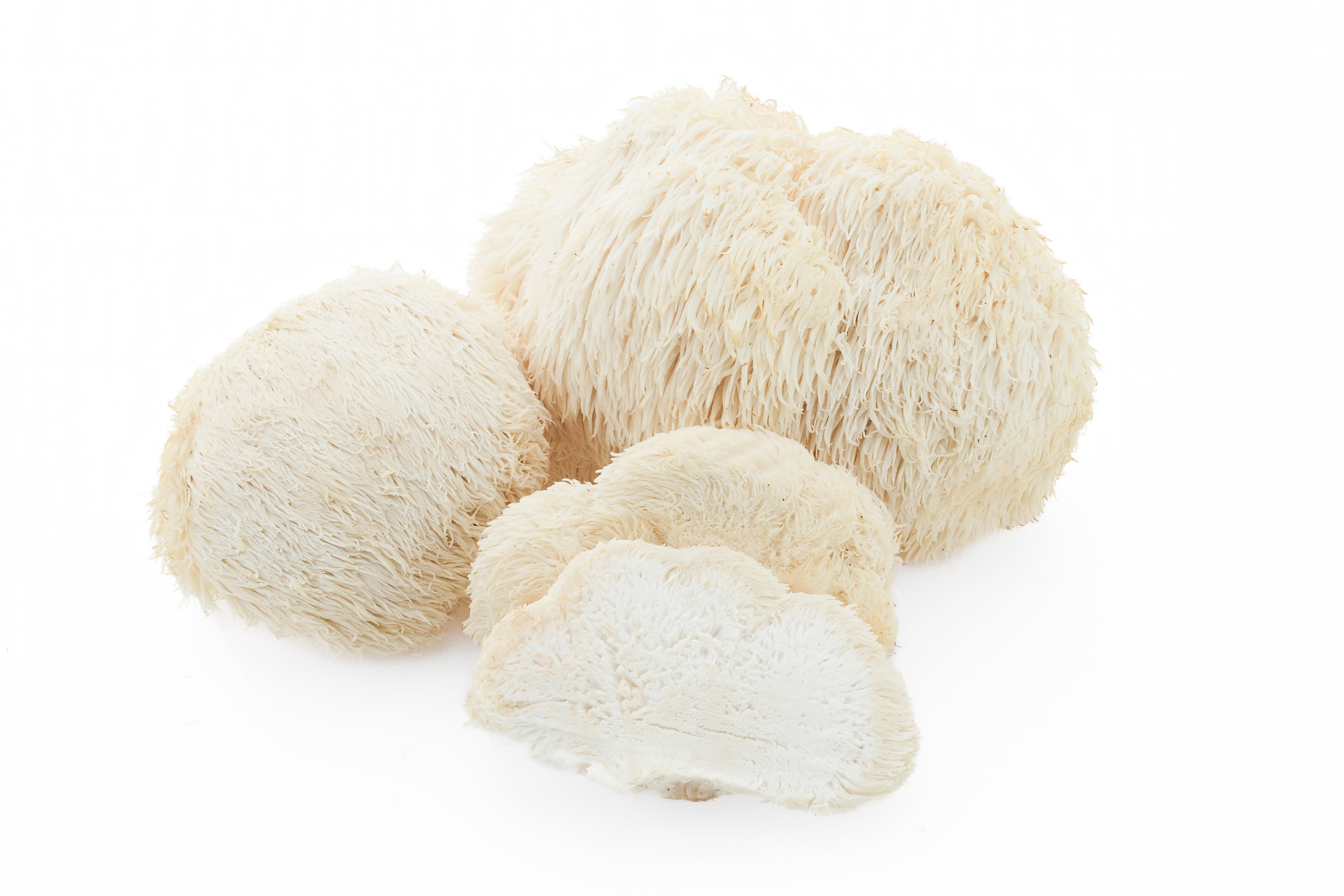 Lion’s Mane Mushroom | Brain, Focus & Nerve Health
