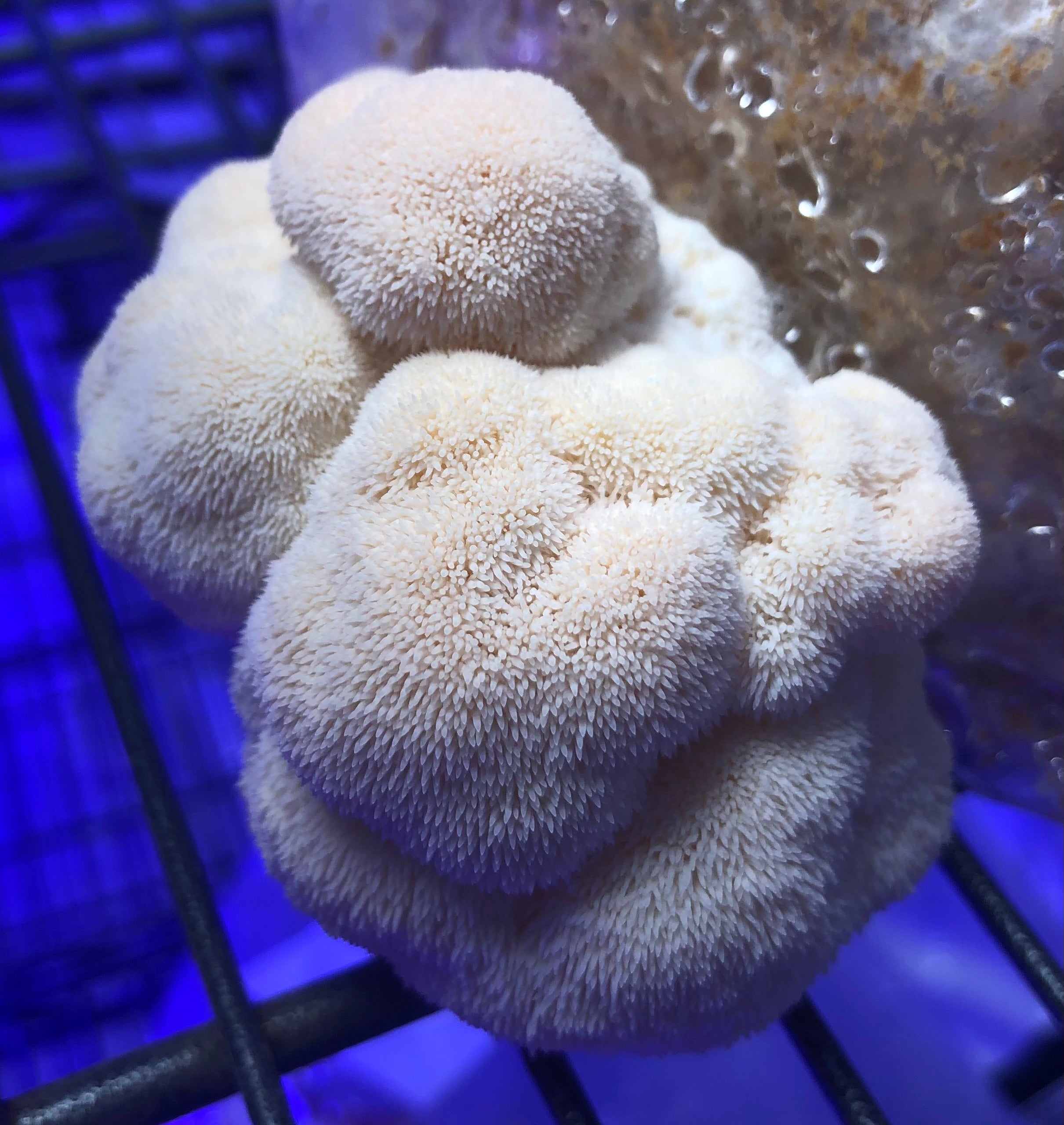 Lion’s Mane Mushroom | Brain, Focus & Nerve Health