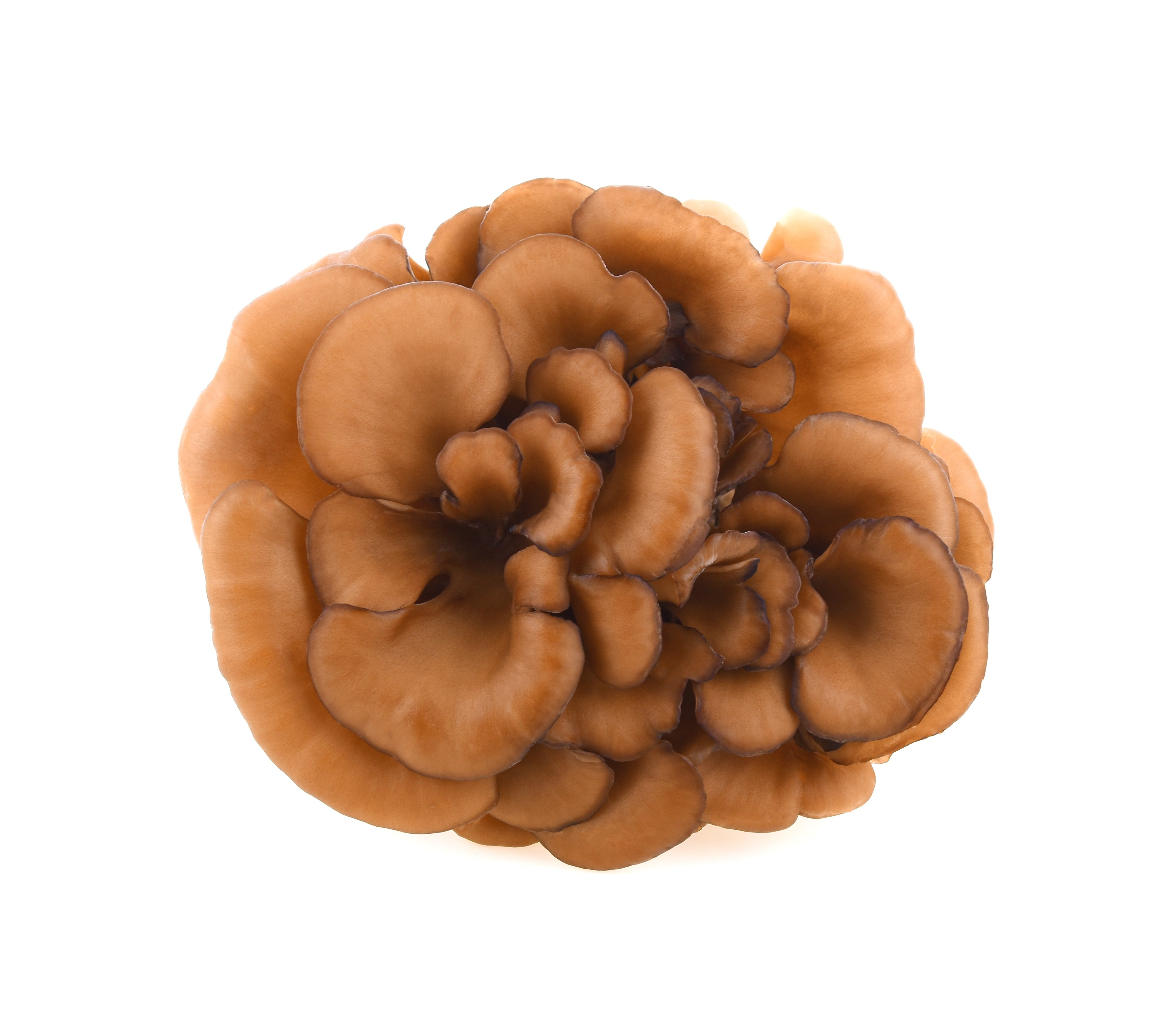 Maitake Functional Mushroom