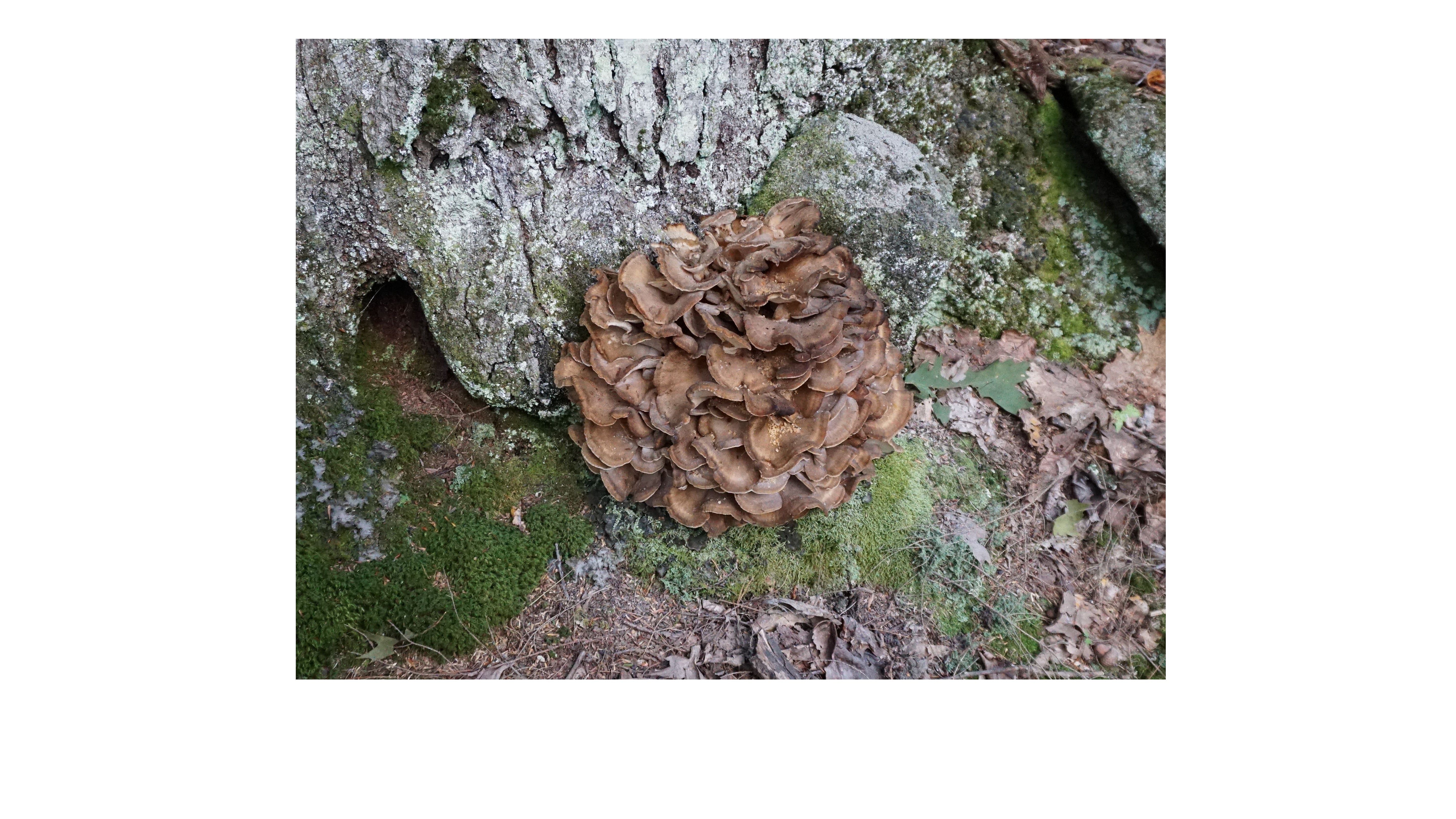 Maitake Mushroom | Immune Support & Metabolic Health