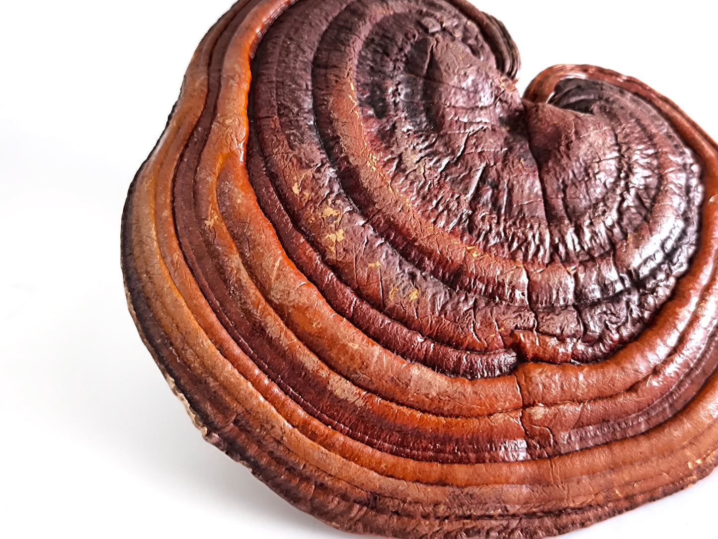 Red Reishi (Ganoderma lucidum)
