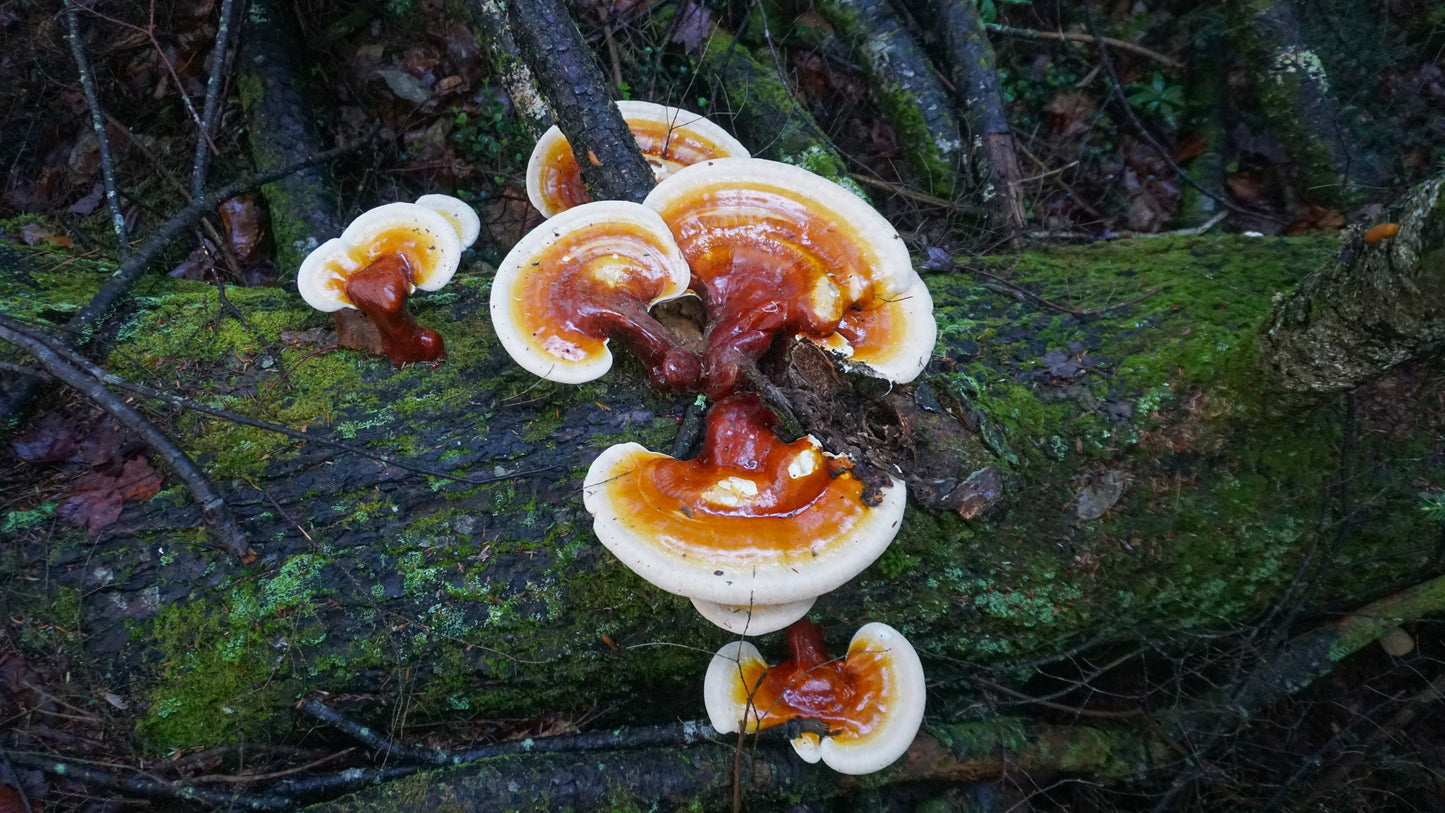 Red Reishi (Ganoderma lucidum)