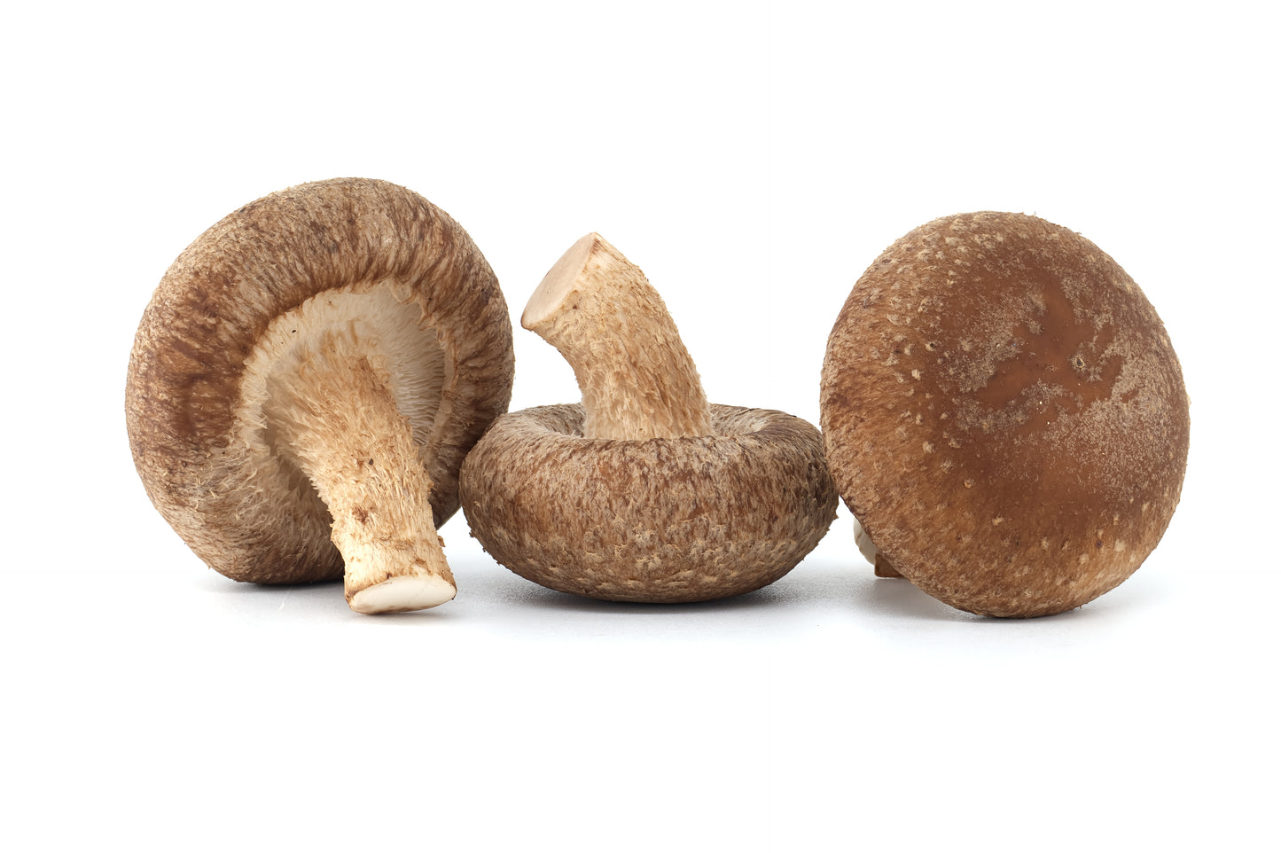 Shiitake (Lentinula edodes)