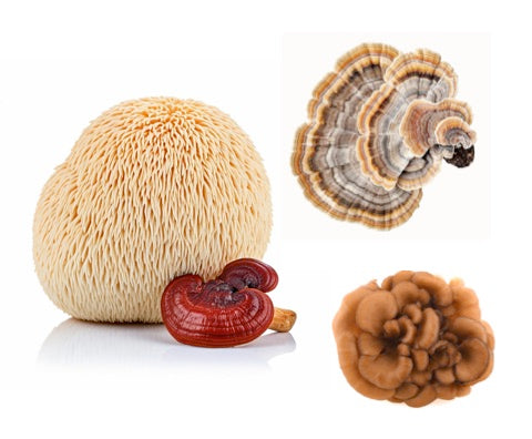 The Foundation | Full-Spectrum Mushroom Blend | Daily Immune & Stress Support