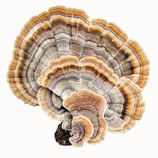 Turkey Tail (Trametes versicolor)
