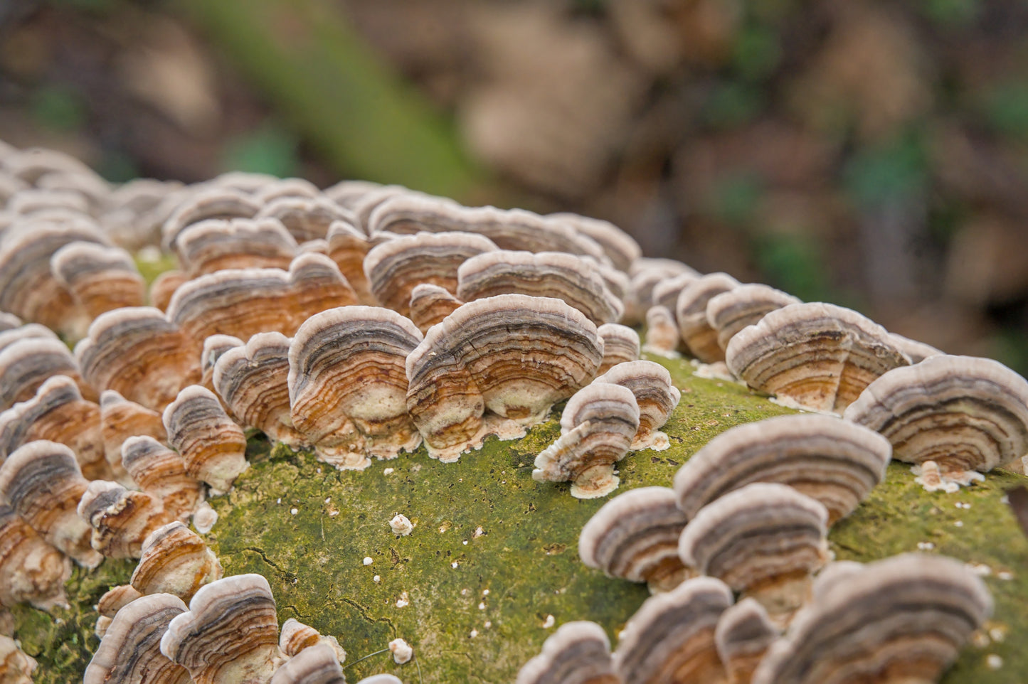 Turkey Tail (Trametes versicolor)