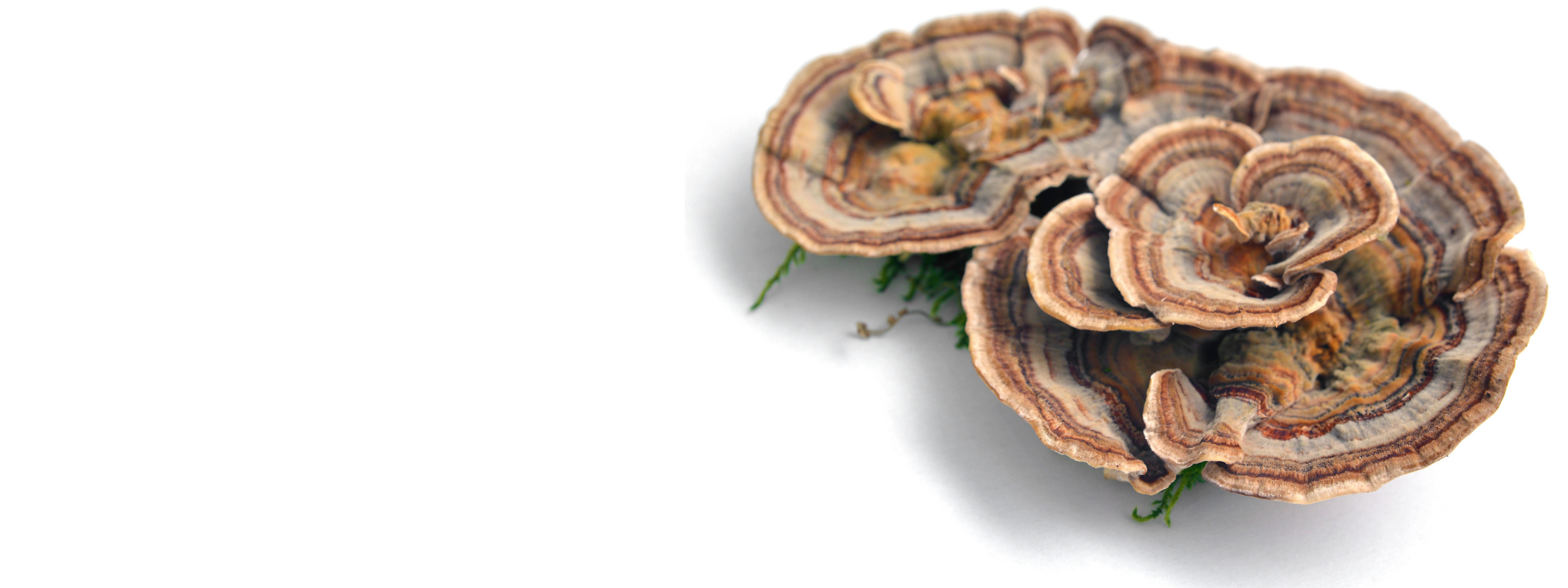 Turkey Tail Mushroom Supplements